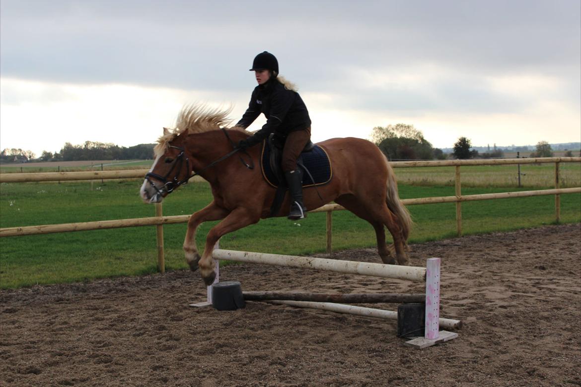 Haflinger Münthe ~ "Pony" - tidl. part  billede 10