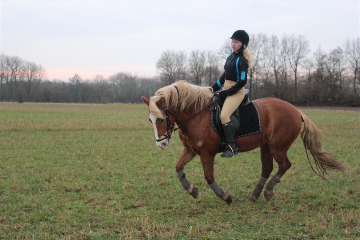 Haflinger Münthe ~ "Pony" - tidl. part  billede 4