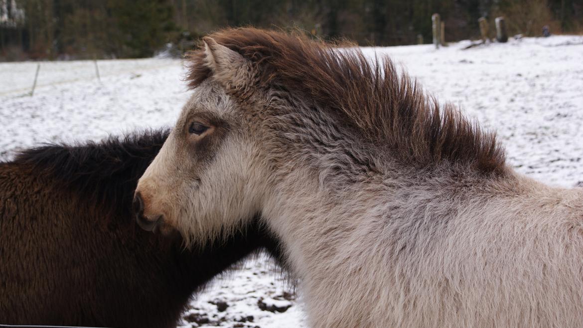 Islænder Gimli fra Lysenge - Febuar - 2013 billede 14