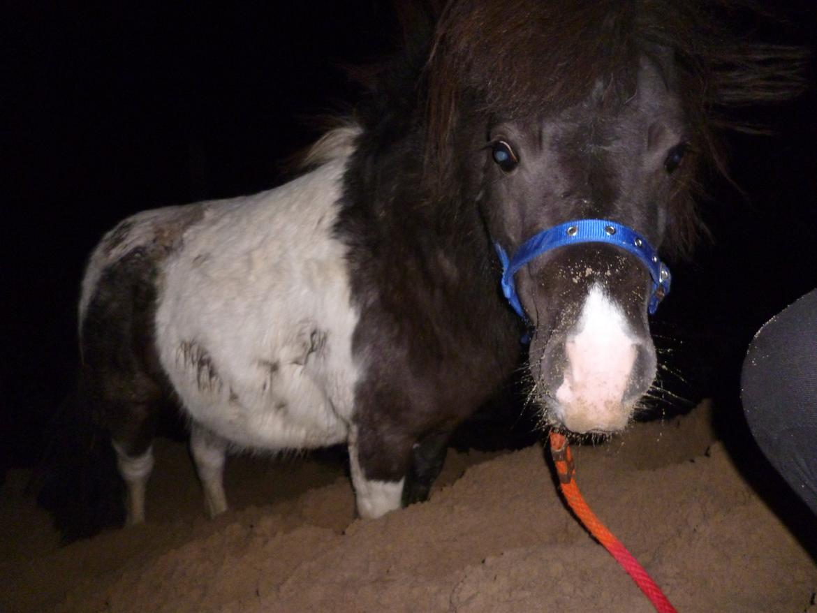 Shetlænder Prondus billede 7