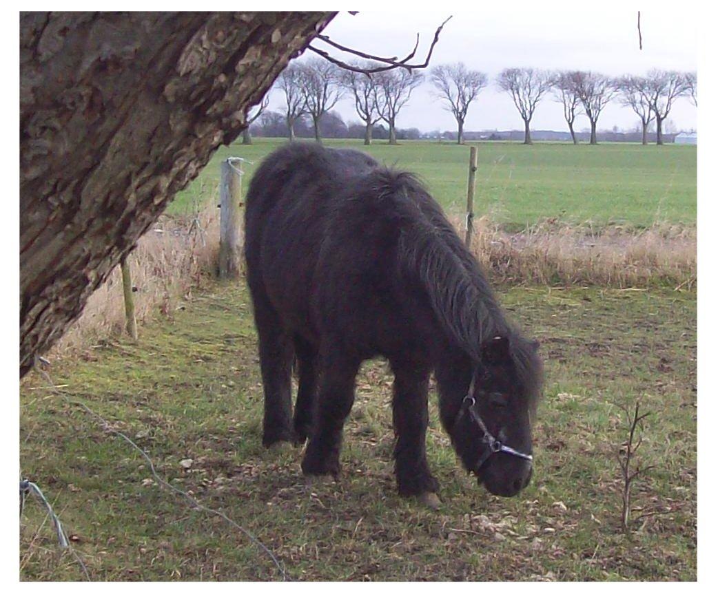 Anden særlig race Buller - Buller fylder 24 år til marts og har boet hos mig i 21 år. billede 2