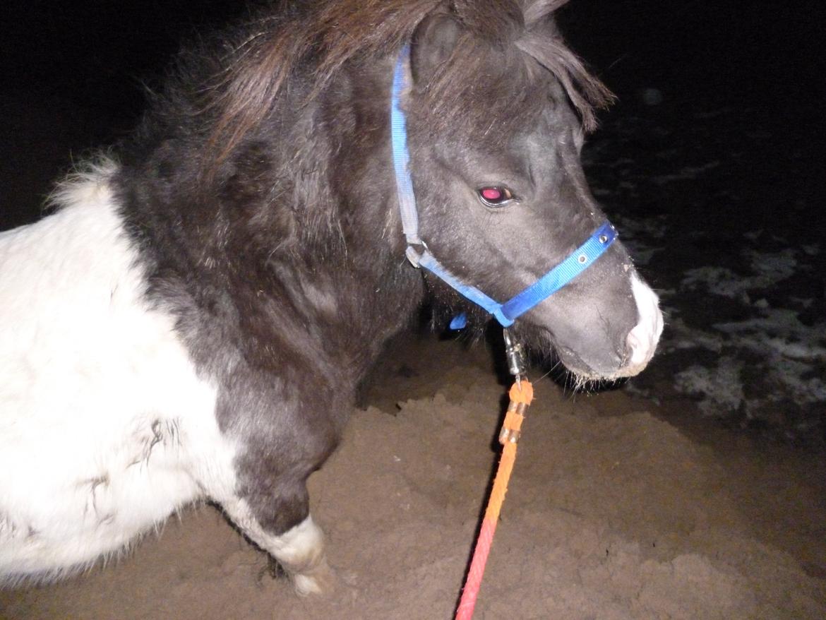 Shetlænder Prondus billede 8