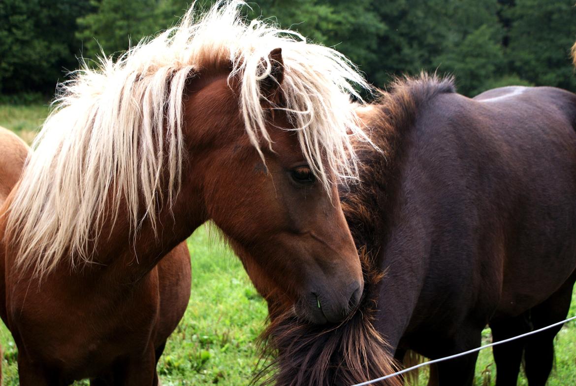 Islænder Neisti fra Lysenge billede 12