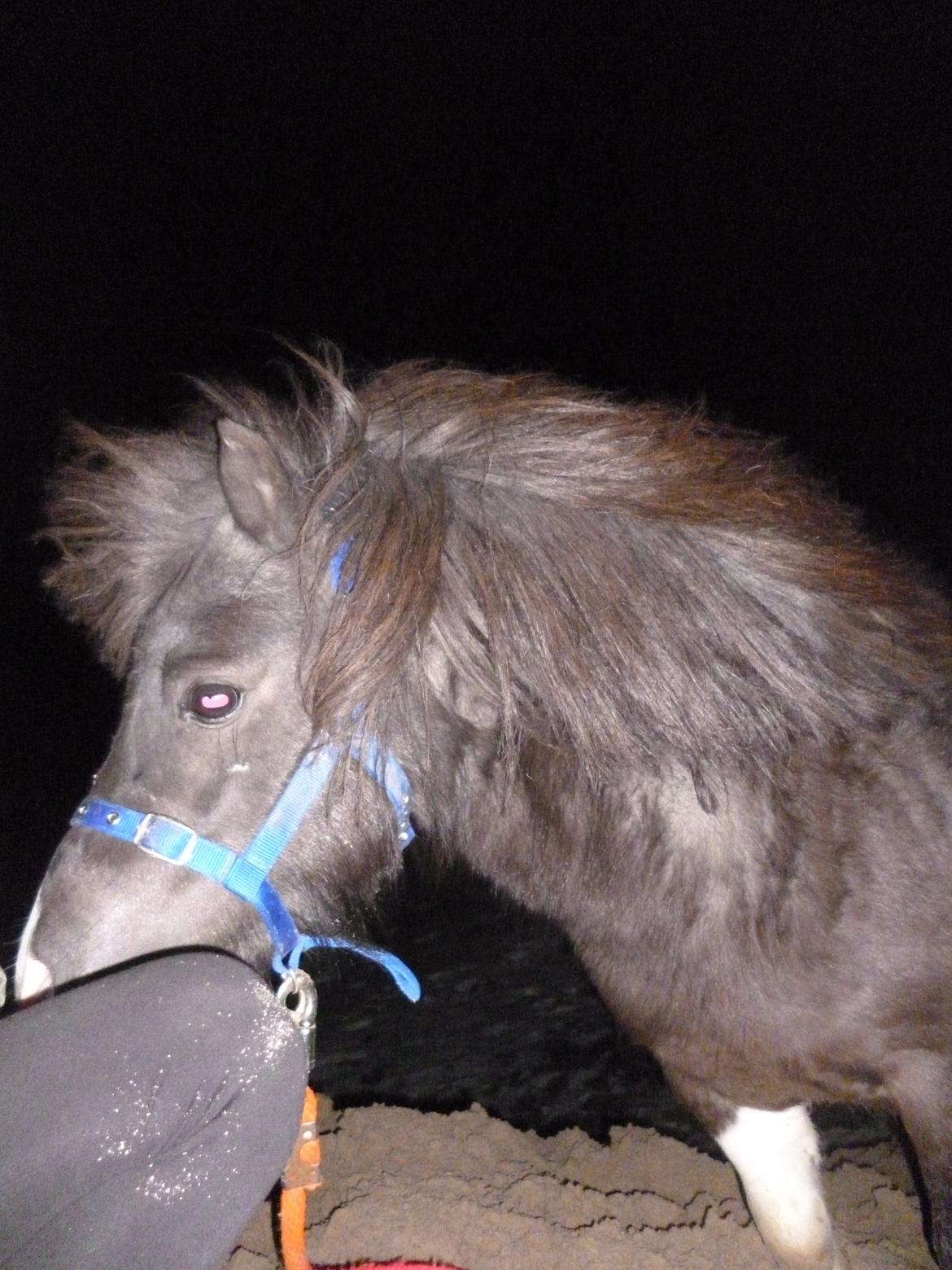 Shetlænder Prondus billede 9