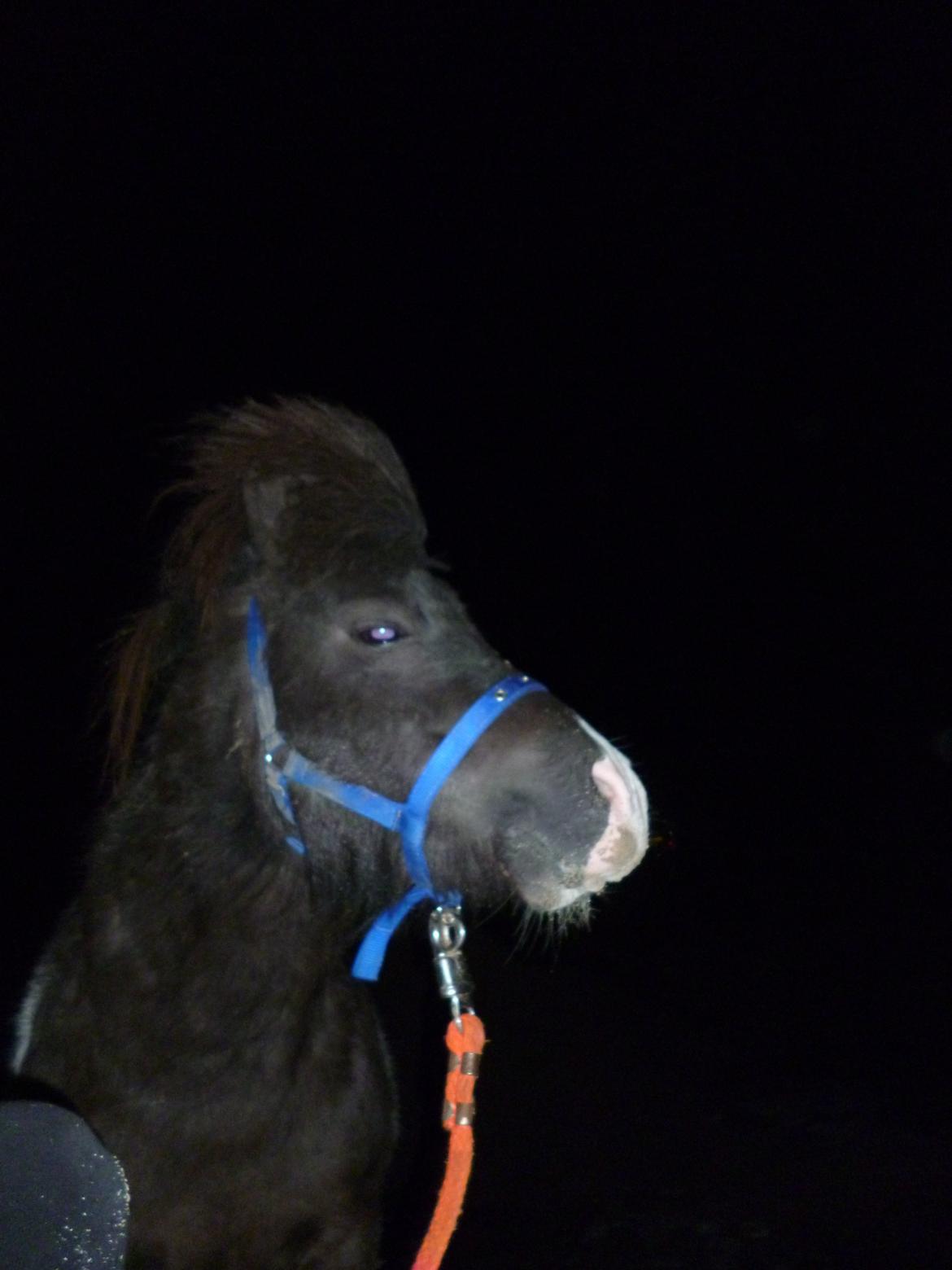 Shetlænder Prondus billede 10