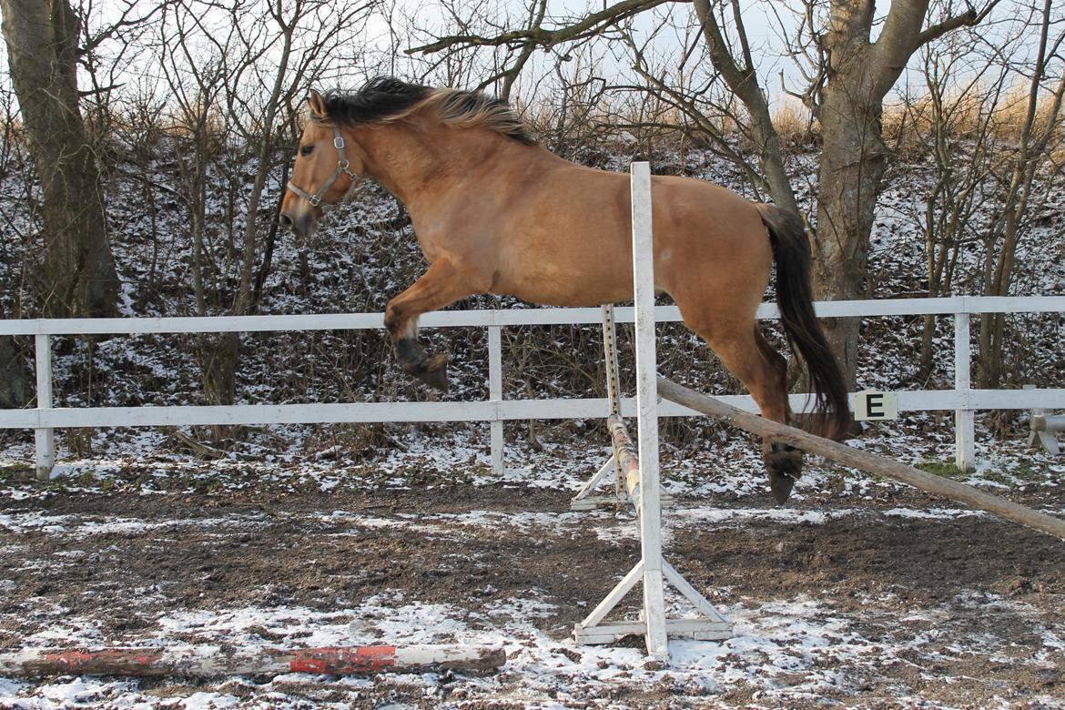 Anden særlig race Gaston *my soulmate*slogt billede 4