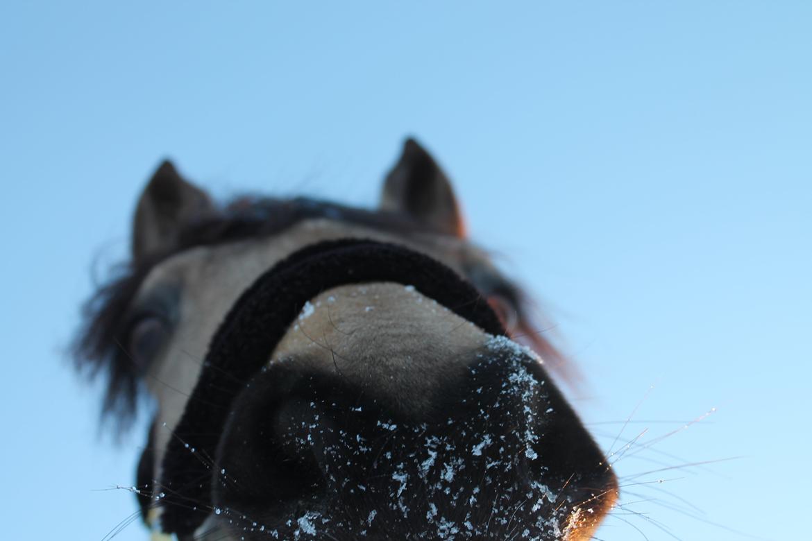 Connemara LILLEVANGS EMMELINE - Emme & jeg, var ude og lege i sneeeeeeeen :DD Og så fik hun sne mule! <3 billede 11
