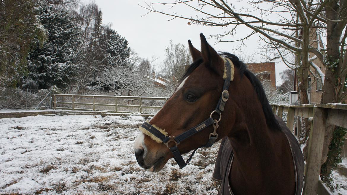 DSP Toftegårdens Alcazar B-pony billede 13