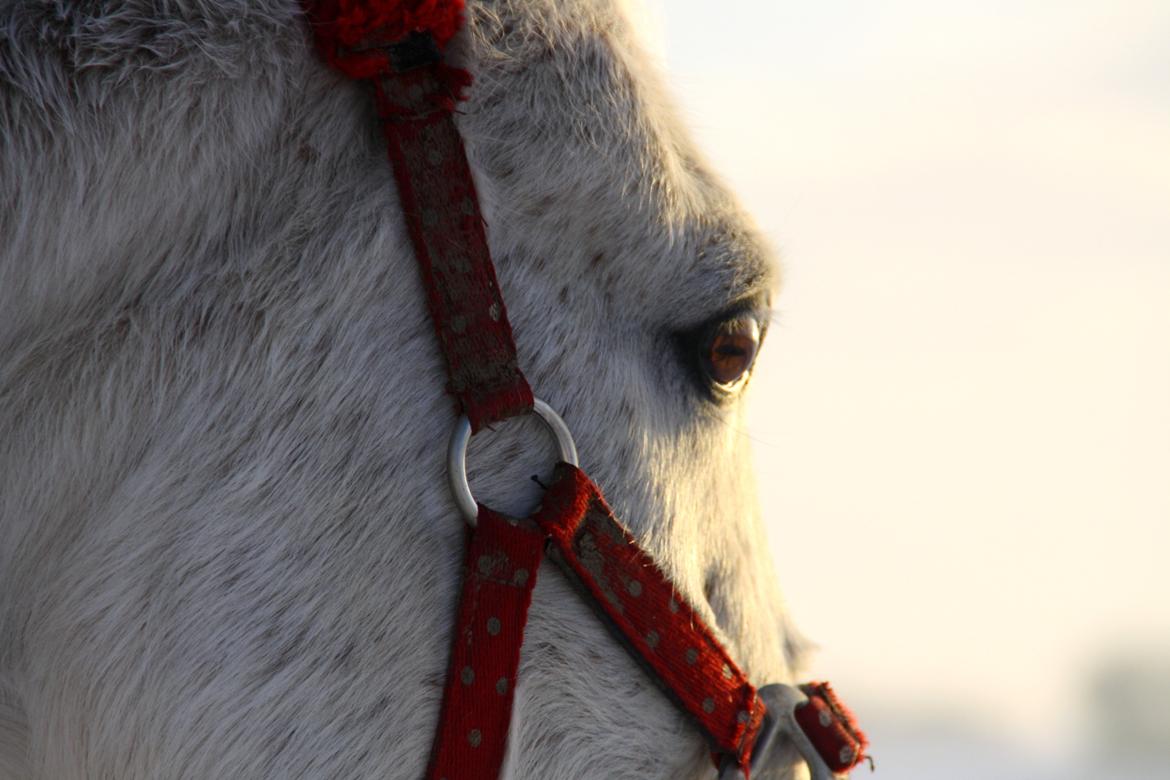 Shagya Araber (SH) Sv's O'balina Lightwood<3 billede 2