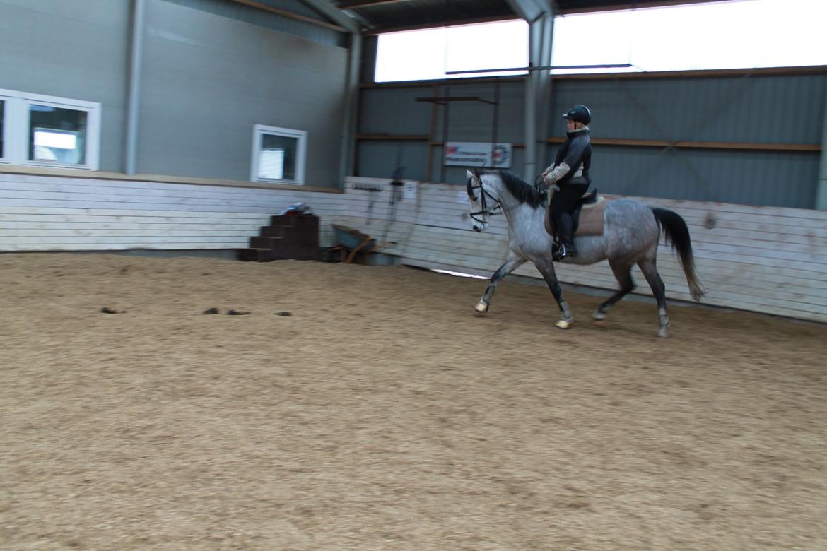 Shagya Araber (SH) Østergaards Amira (SOLGT) - Træning i februar billede 4