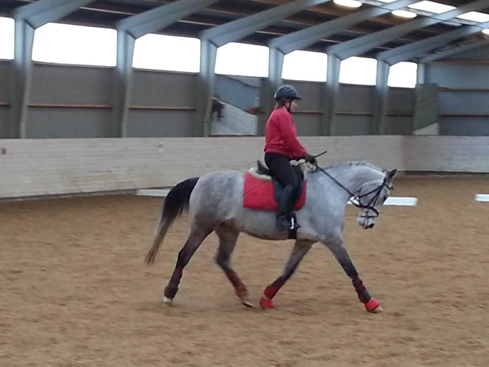 Shagya Araber (SH) Østergaards Amira (SOLGT) - Amira under træning (feb 2013) billede 6