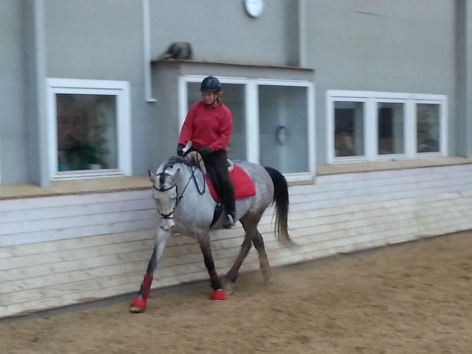 Shagya Araber (SH) Østergaards Amira (SOLGT) - Amira under træning (feb 13) billede 5