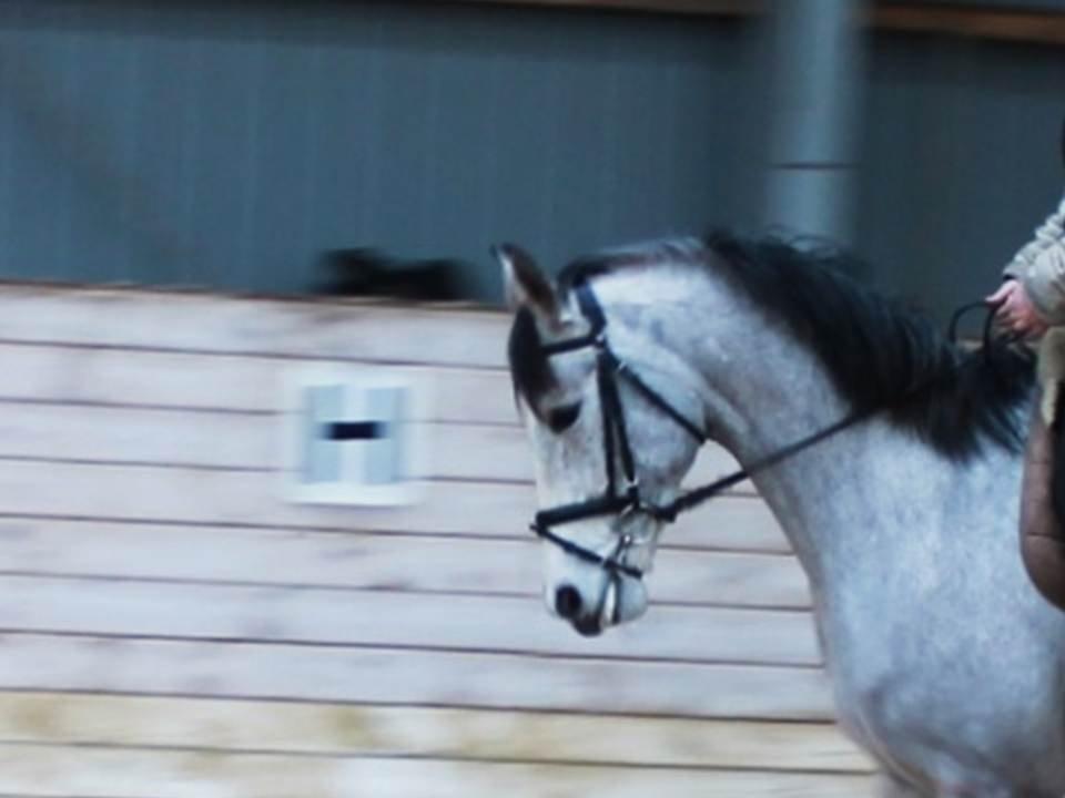 Shagya Araber (SH) Østergaards Amira (SOLGT) billede 3