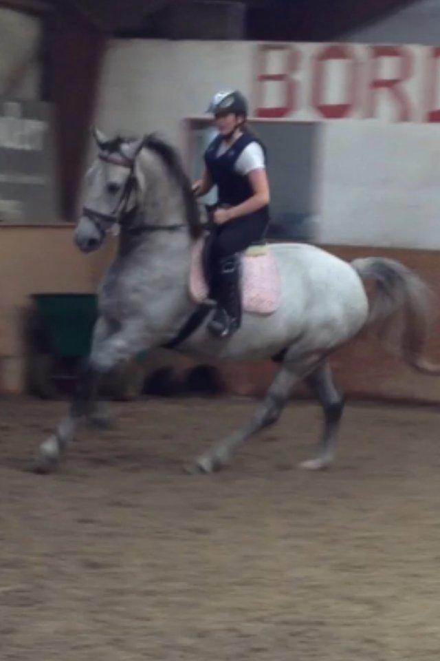 Lipizzaner Silver  billede 8