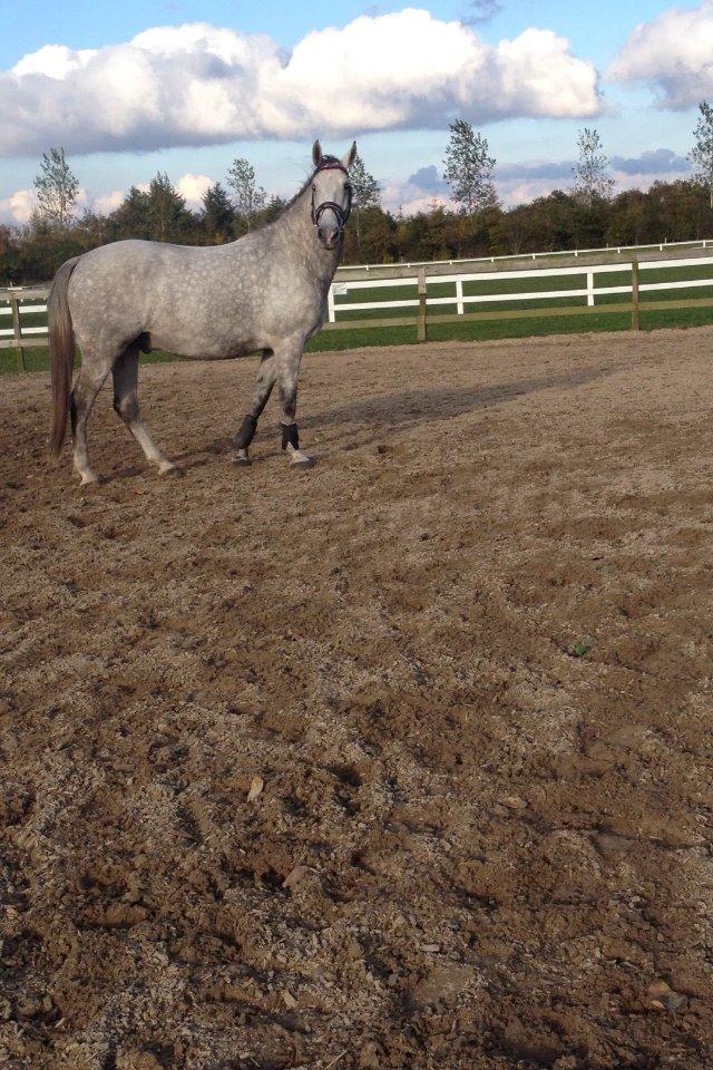 Lipizzaner Silver  billede 5