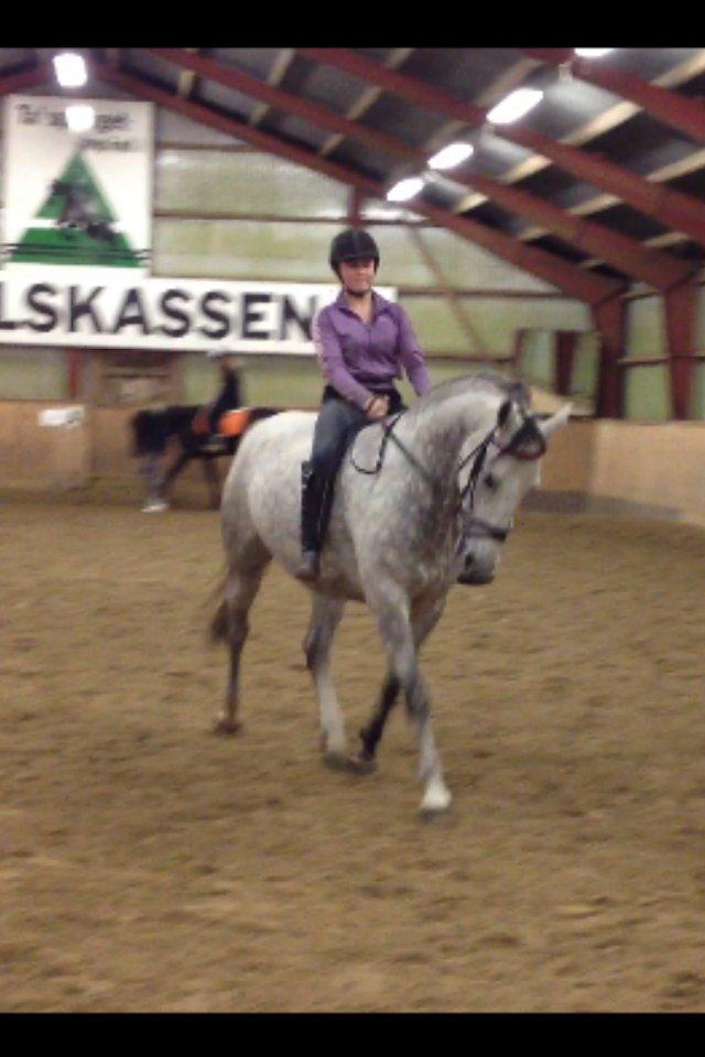 Lipizzaner Silver  billede 3