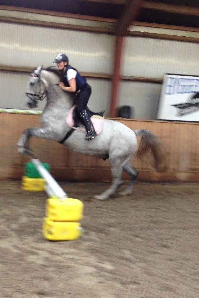 Lipizzaner Silver  billede 4