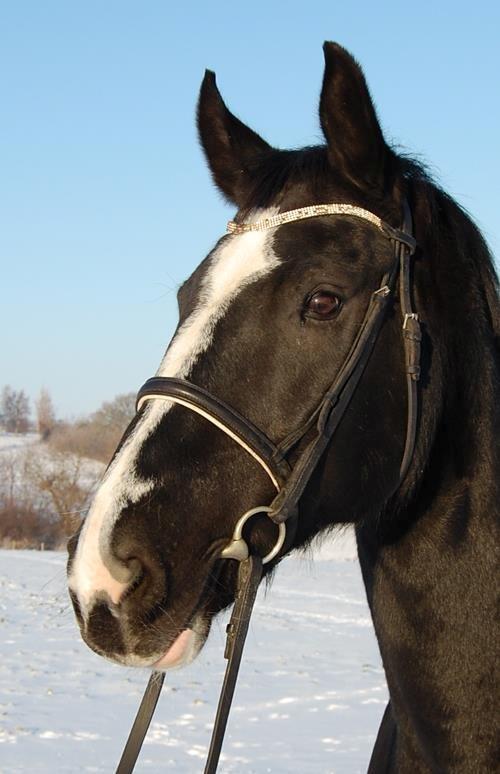 Hannoveraner Woomera billede 7