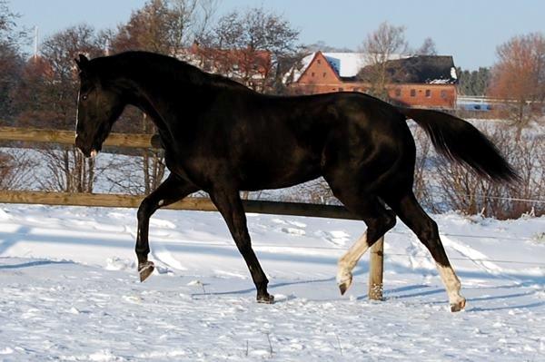 Hannoveraner Woomera billede 8