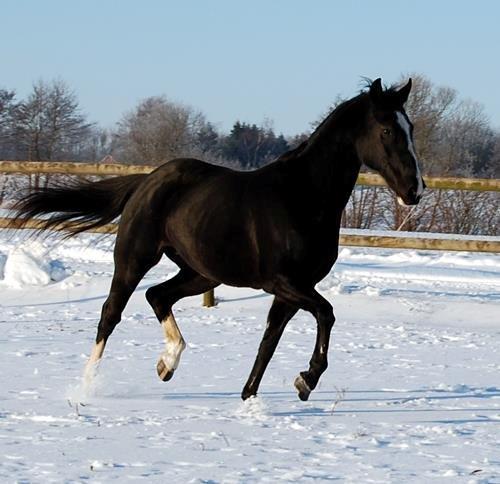 Hannoveraner Woomera billede 9