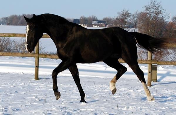 Hannoveraner Woomera billede 10