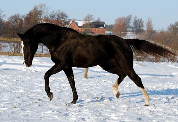 Hannoveraner Woomera billede 1