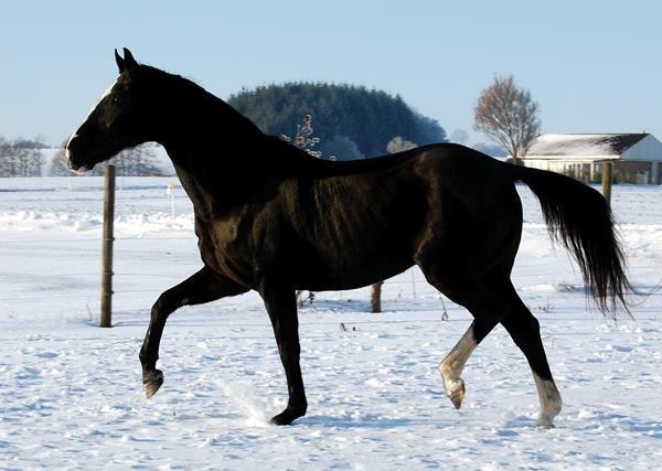 Hannoveraner Woomera billede 11