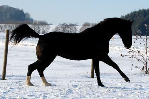 Hannoveraner Woomera billede 12