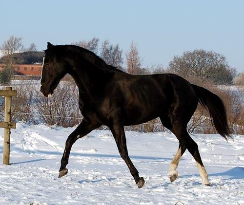 Hannoveraner Woomera billede 3