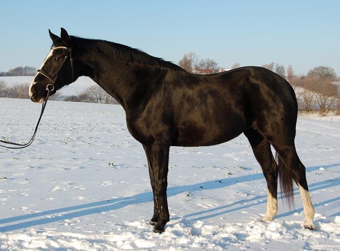 Hannoveraner Woomera billede 13