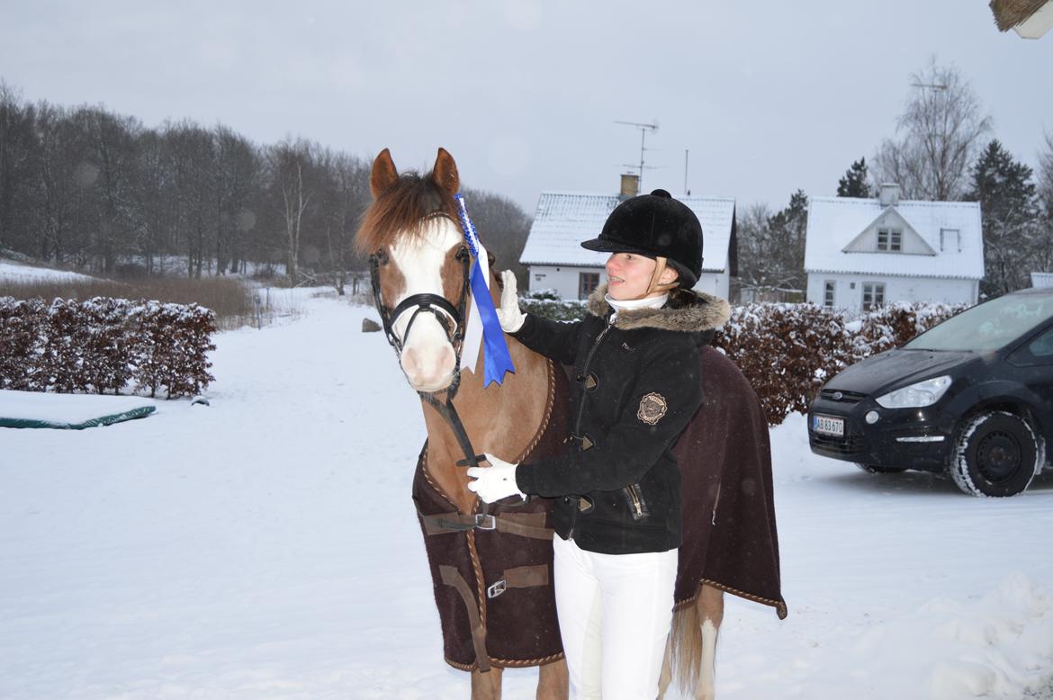 Anden særlig race McQueen solgt  - C-stævne på slangerup-lynge LA2 67,517% stjerne pony<3 billede 13