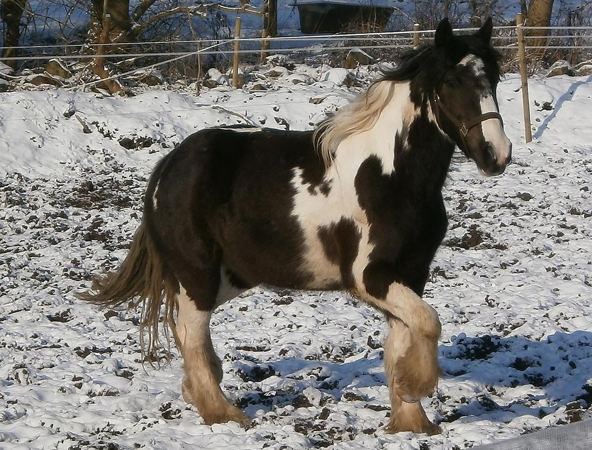 Irish Cob Fighter billede 17