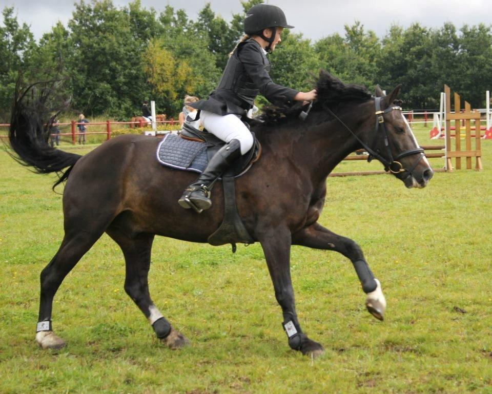 Welsh Pony af Cob-type (sec C) Gribsvads Leading Bruni billede 12