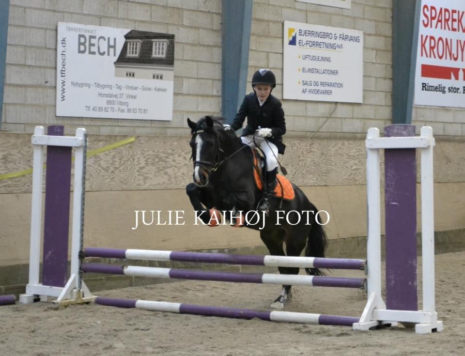 Welsh Pony af Cob-type (sec C) Gribsvads Leading Bruni billede 14