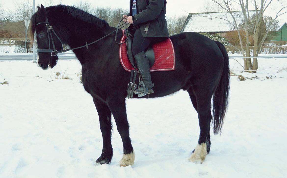 Welsh Cob (sec D) Valhallas Jesse James den smukke! - minskat<3 billede 4