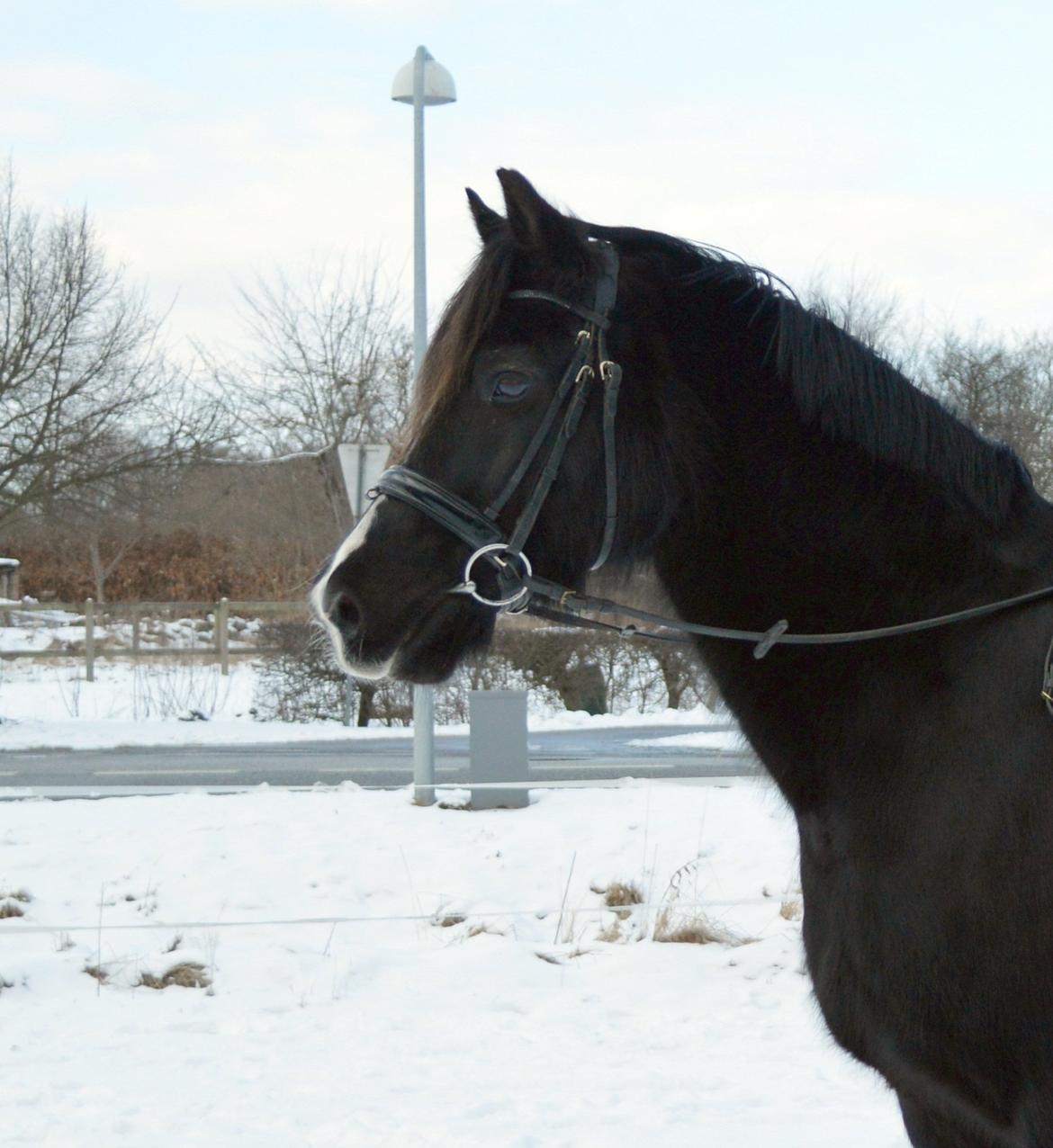 Welsh Cob (sec D) Valhallas Jesse James den smukke! - hej flotte!<3
 billede 1