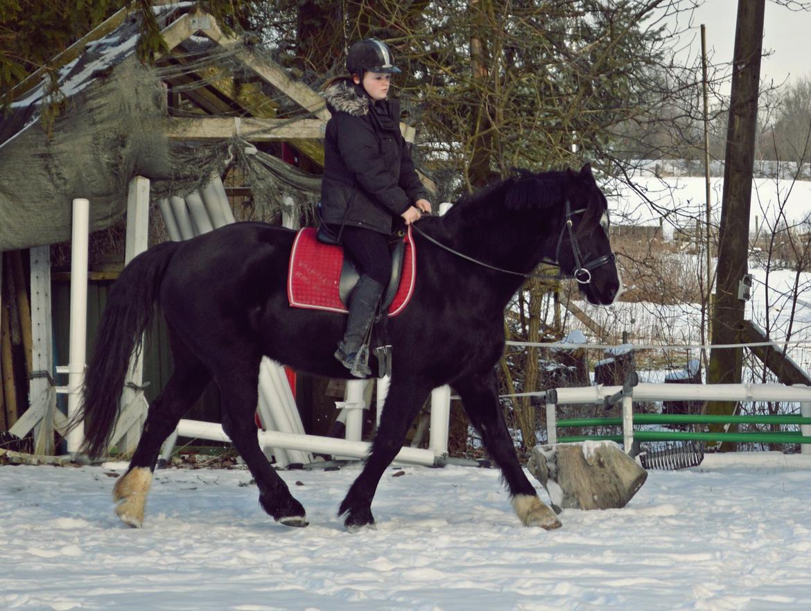Welsh Cob (sec D) Valhallas Jesse James den smukke! billede 5