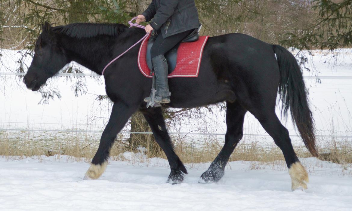 Welsh Cob (sec D) Valhallas Jesse James den smukke! - 2. gang i cordeo på ham<3 billede 6