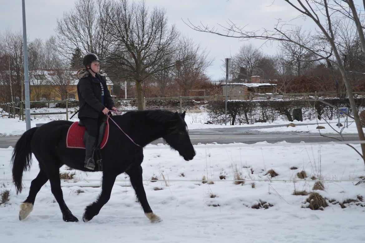 Welsh Cob (sec D) Valhallas Jesse James den smukke! billede 7