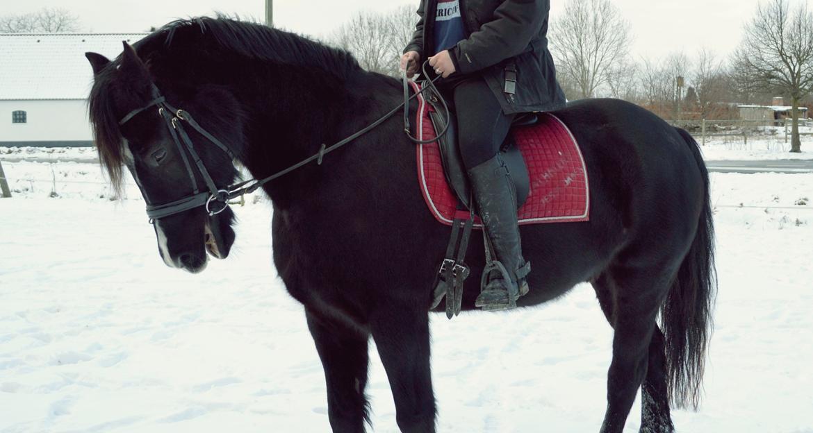 Welsh Cob (sec D) Valhallas Jesse James den smukke! - gnaske gnaske<3 billede 8