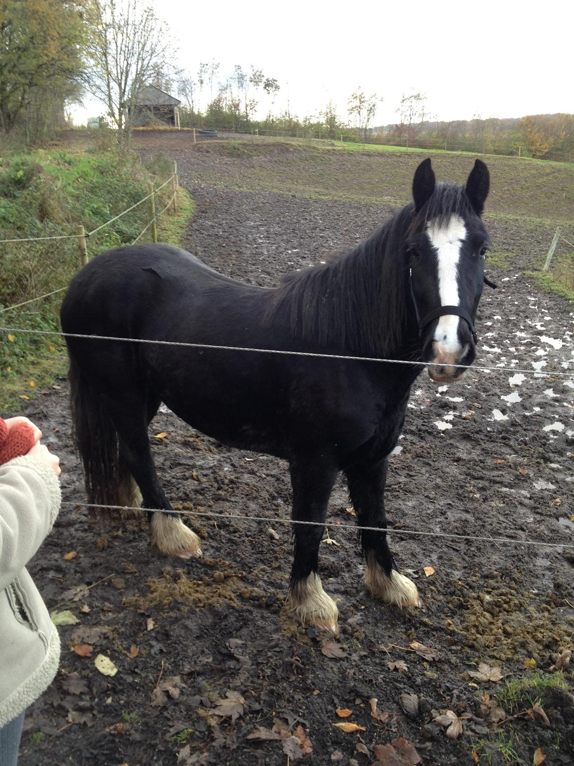 Irish Cob Havens Molly - Smukke Molly, efterår 2012 billede 1