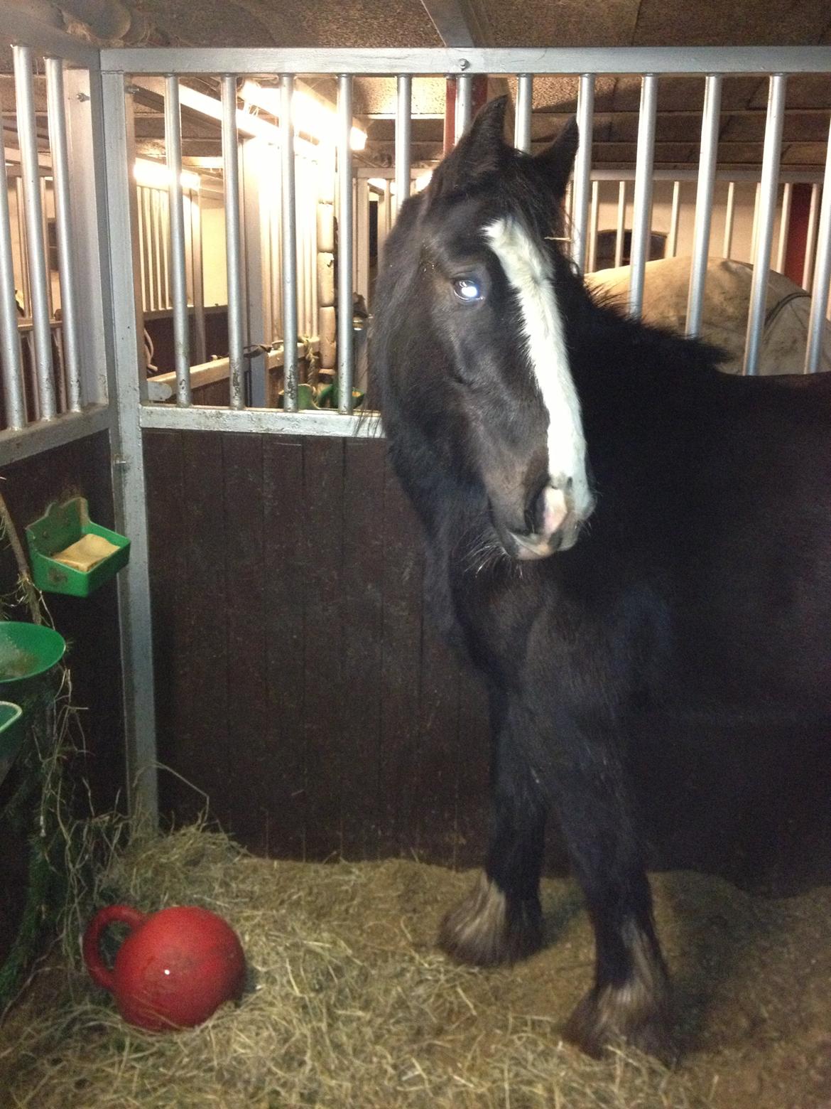 Irish Cob Havens Molly billede 2