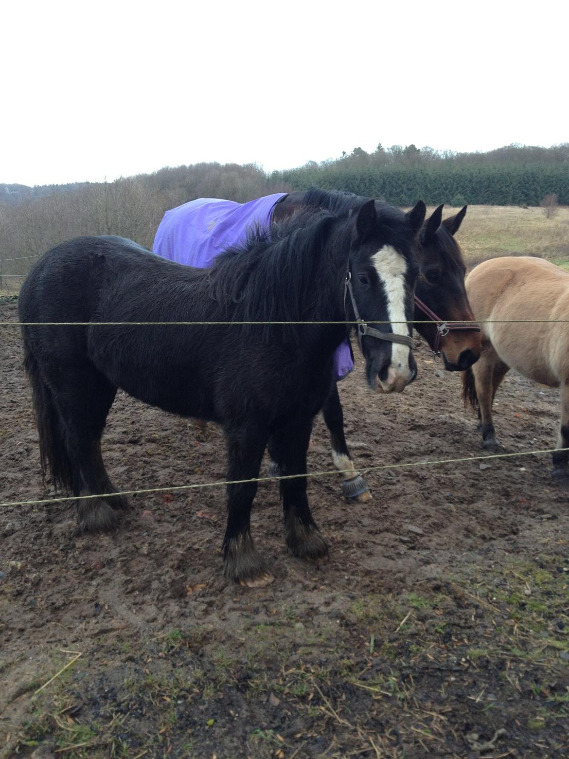 Irish Cob Havens Molly billede 3