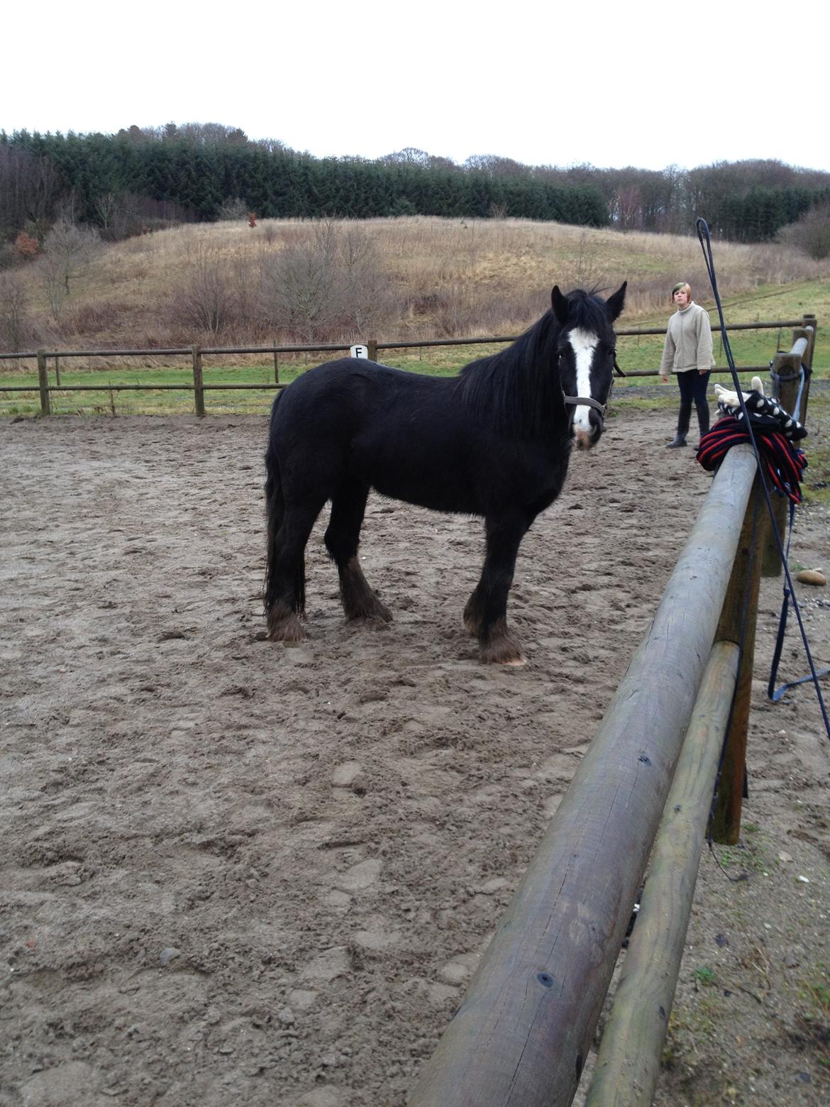 Irish Cob Havens Molly billede 4