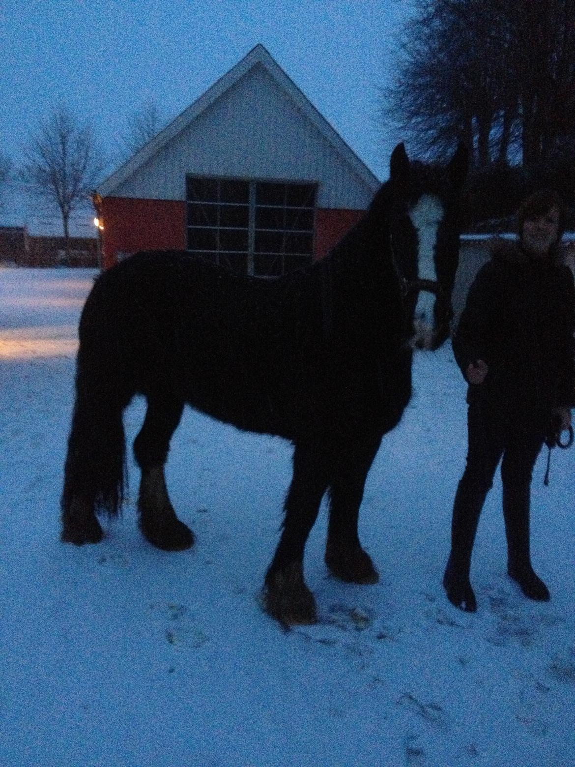 Irish Cob Havens Molly - Februar 2013 billede 5