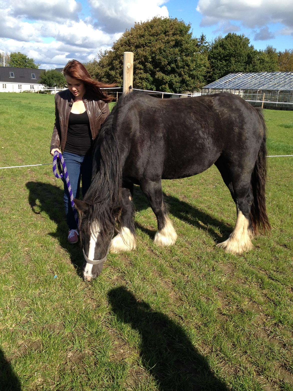 Irish Cob Havens Molly billede 6