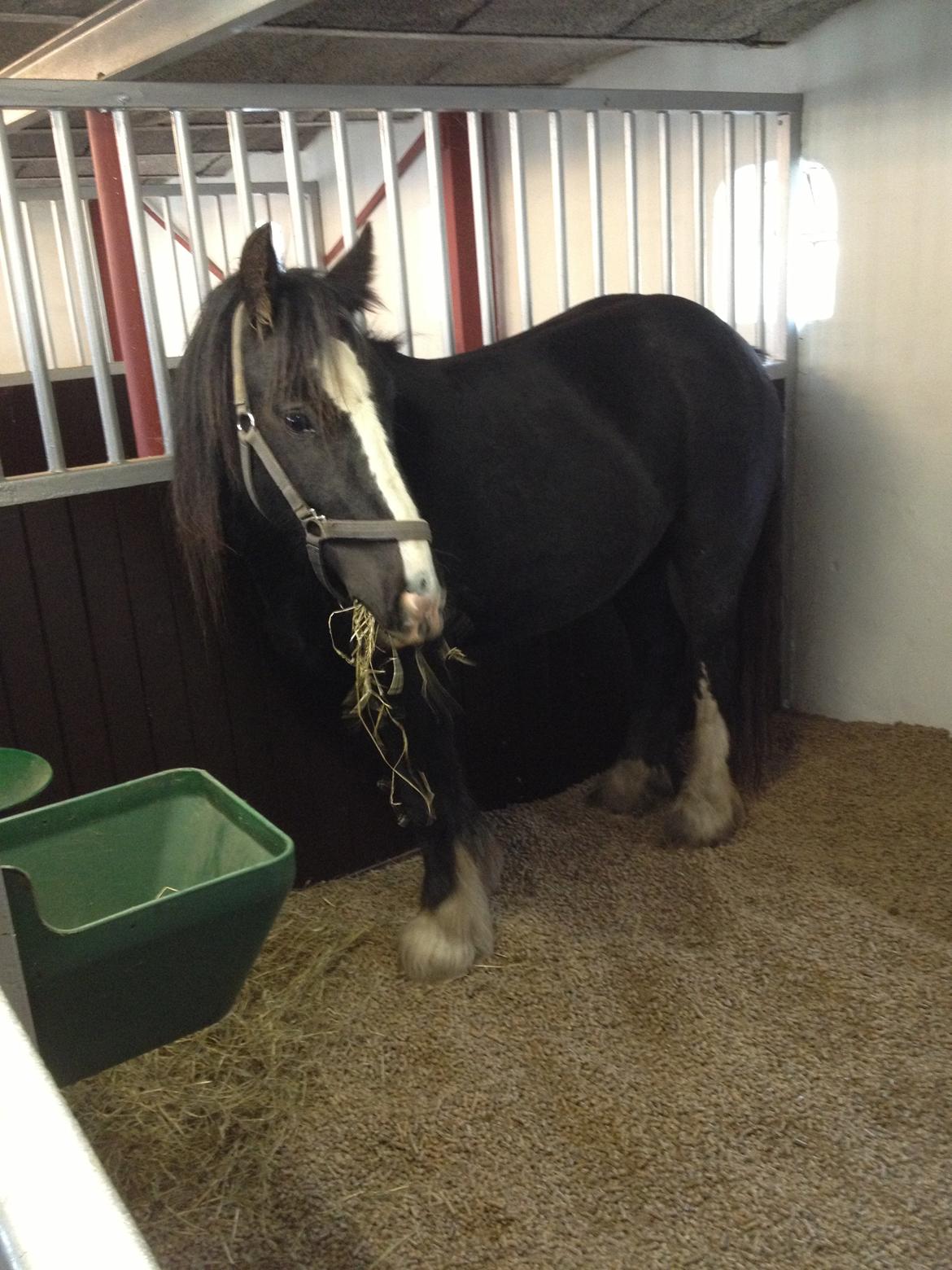 Irish Cob Havens Molly - 30/9-2012 en time efter hun er kommet hjem til os <3 billede 7