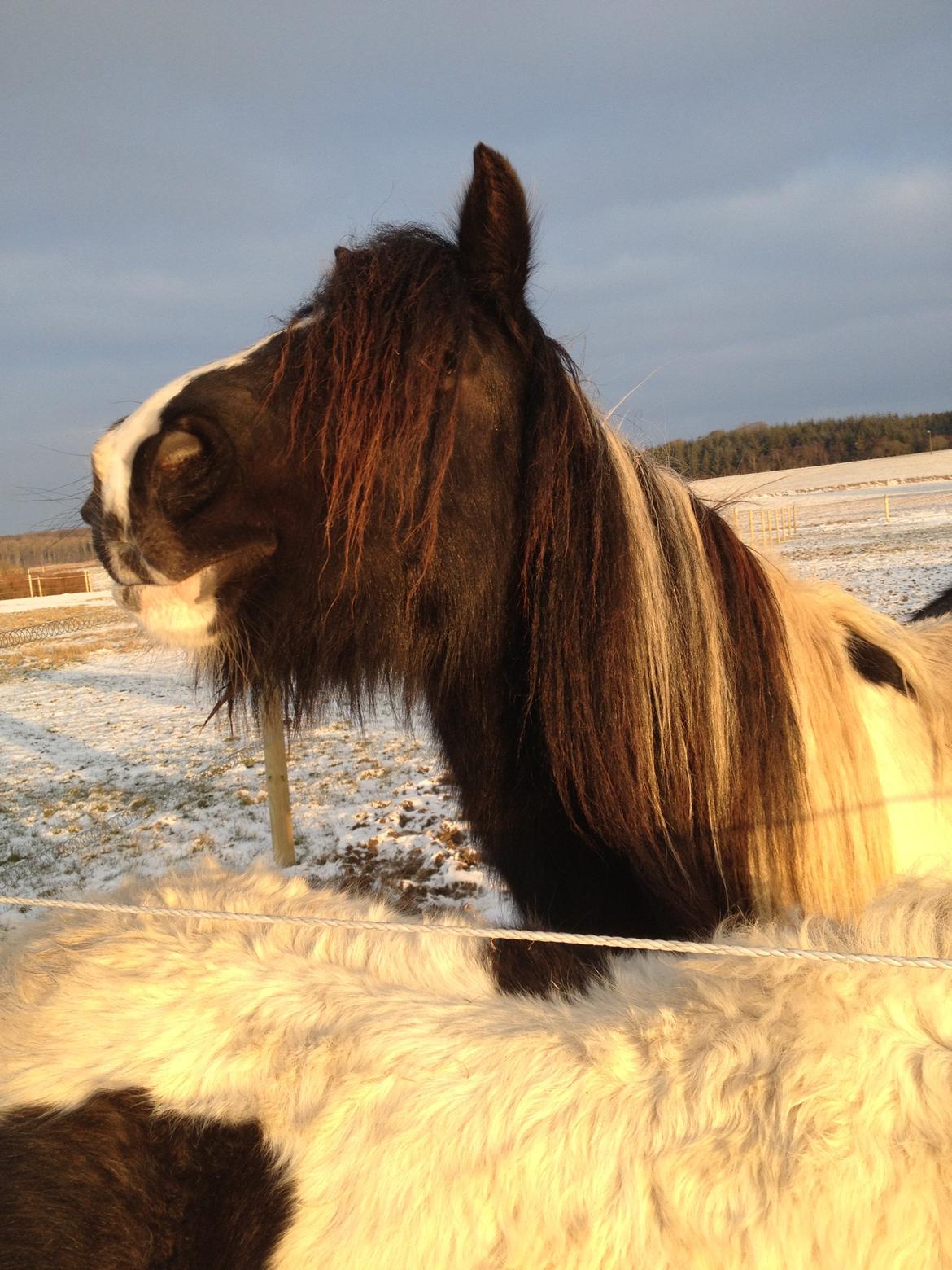 Irish Cob Havens Malou - Smukke Malou i eftermiddags solen februar 2013 billede 1
