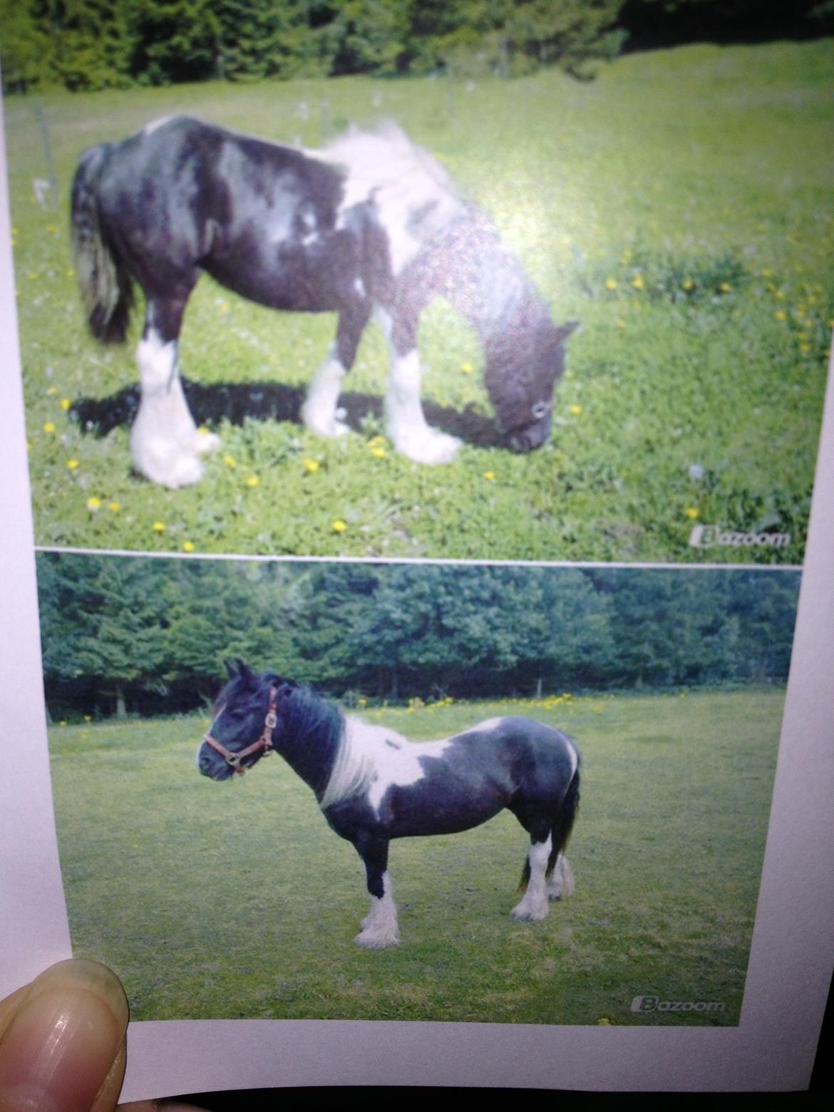 Irish Cob Havens Malou - Billeder taget af tidligere ejer  billede 2