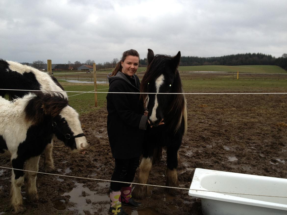Irish Cob Havens Malou - Smukke Malou d 29/12-2012, den dag jeg fik hende <3 billede 3